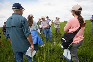 Conservation%20grazing%2018.JPG