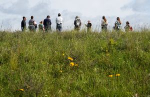 Conservation%20grazing%203.JPG