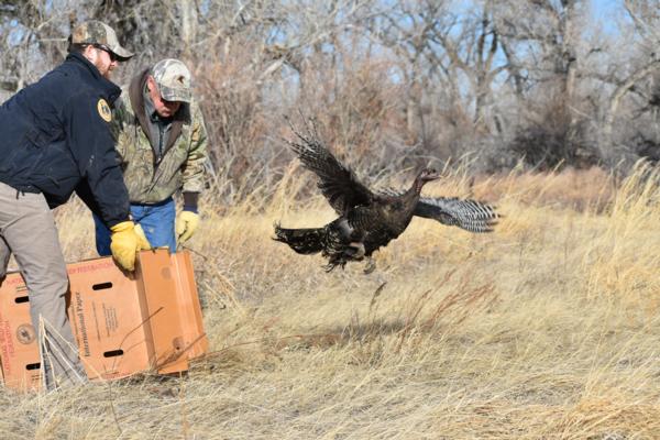 Teton River BAWA - Habitat for All Wildlife