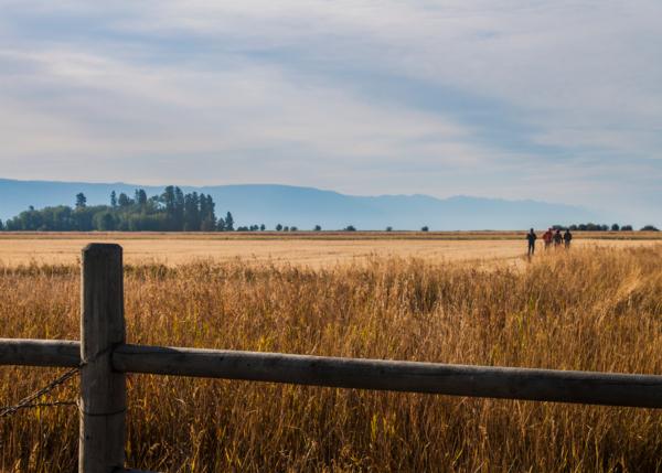 Montana Farm Bill Biologist 2017 2nd Quarter Update