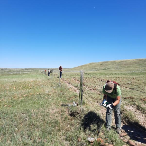 Woody Island Pronghorn Migration Fence Modification Workshop