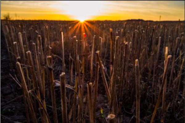 Think Soil - Think Habitat