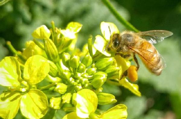 Montana Farm Bill Biologist 2018 4th Quarter Update