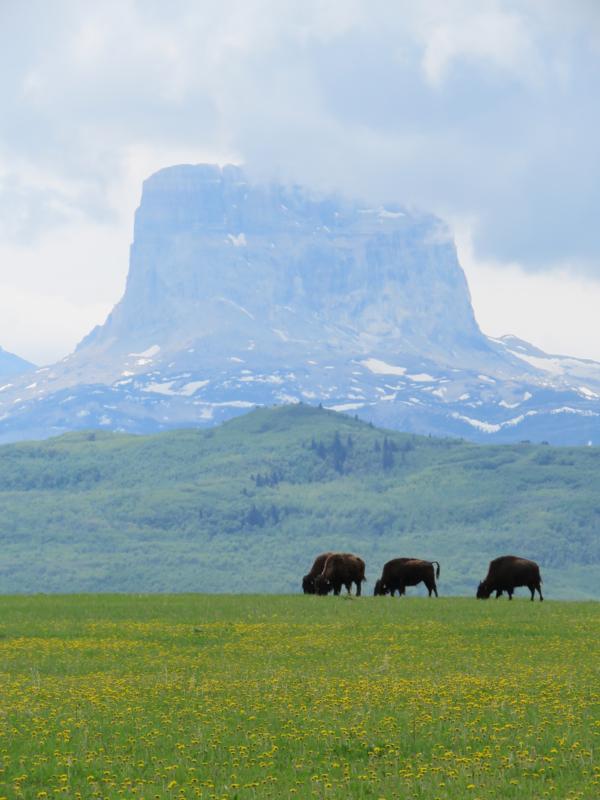 Montana Farm Bill Biologist 2018 2nd Quarter Update