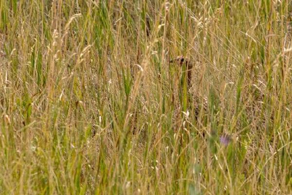 Montana Farm Bill Biologist 2018 1st Quarter Update