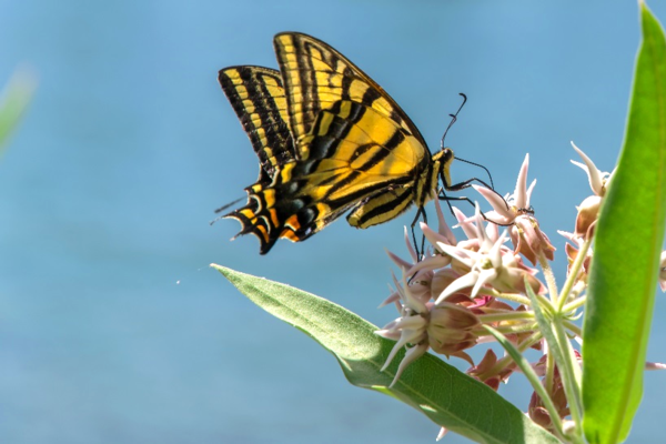 Why Pollinators are Important To You