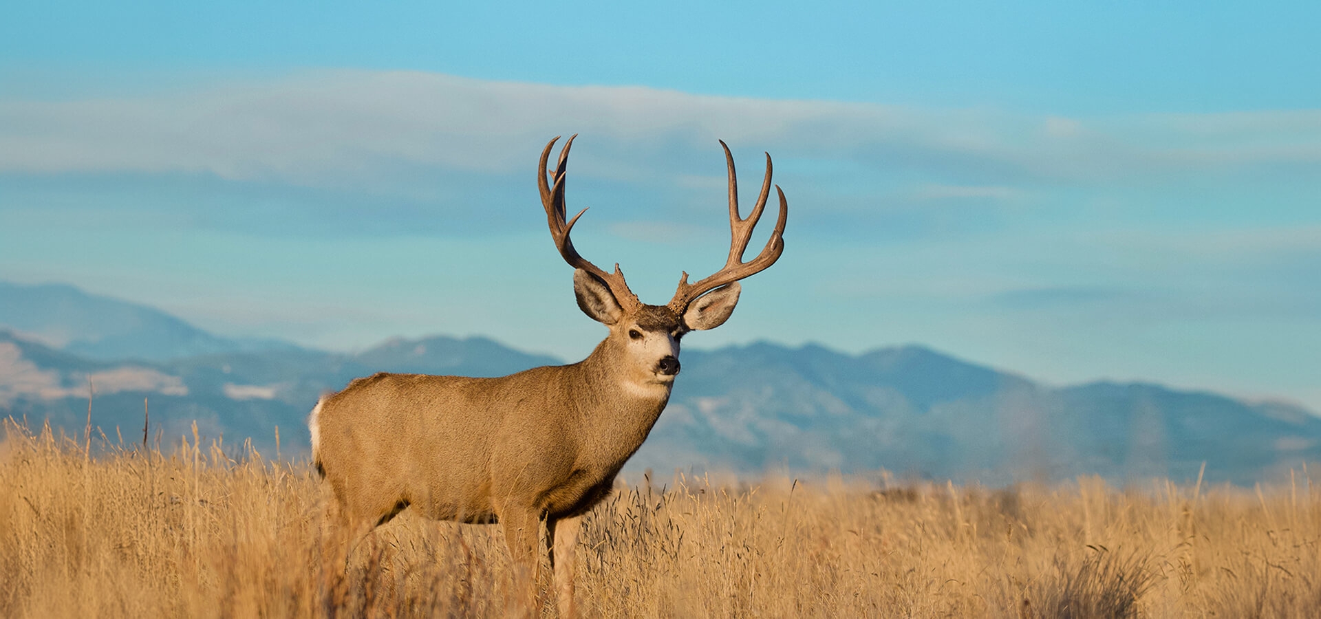 Wyoming Mule Deer Hunts Wyoming Mule Deer Hunts