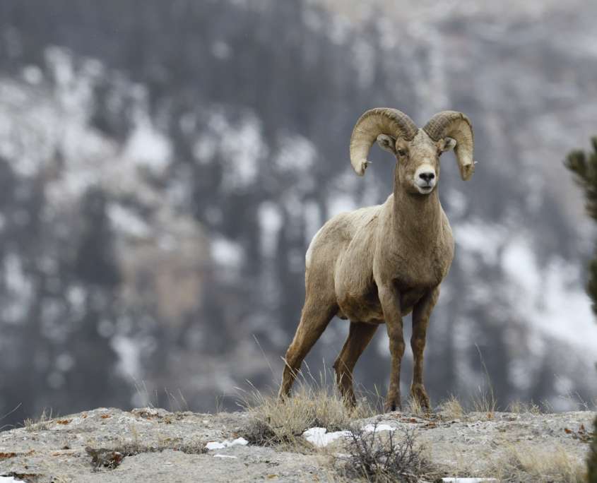 Bighorn Sheep Hunting