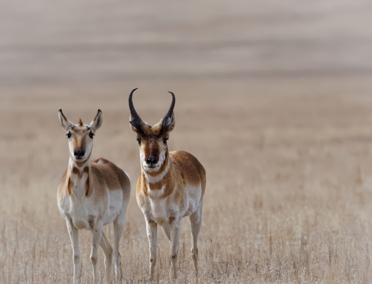 Antelope Hunting