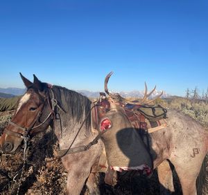 Mule Deer