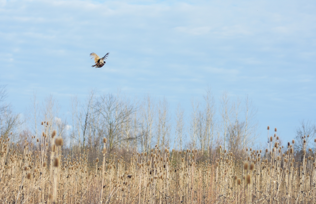 Local Habitat Efforts