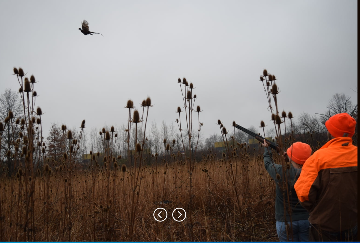 Youth Pheasant Hunt