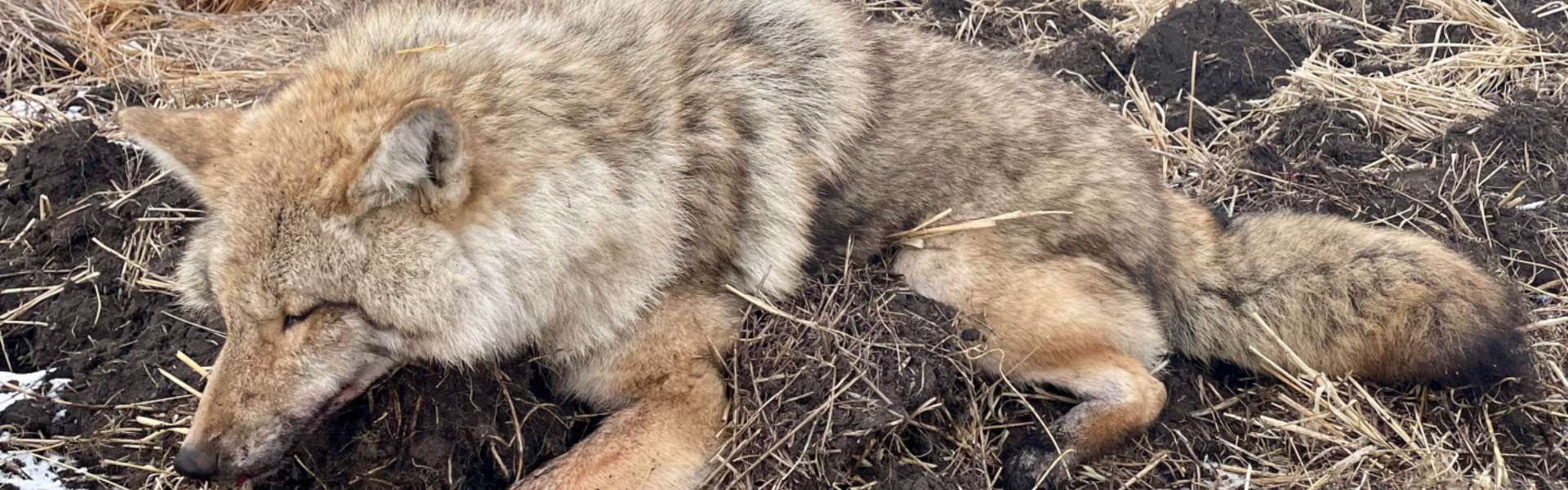 Guided Coyote Hunts in Alberta, Canada