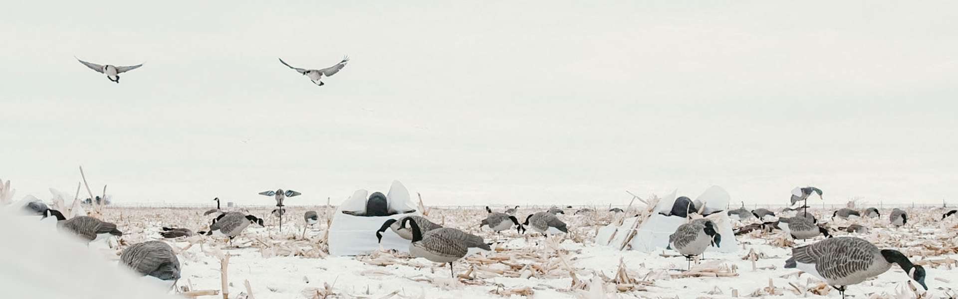 Hunting Geese in Alberta, Canada - Fully Guided