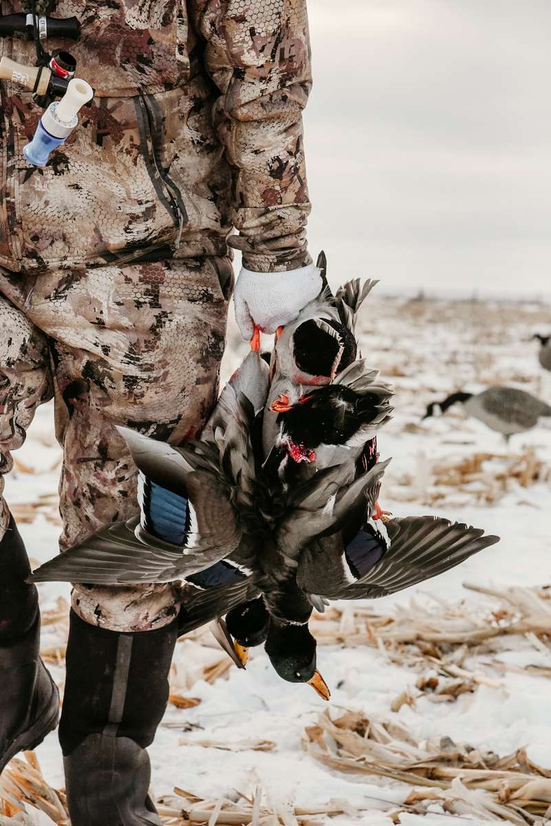 Alberta Waterfowl Hunting