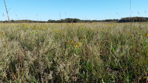 Our Local Habitat Projects