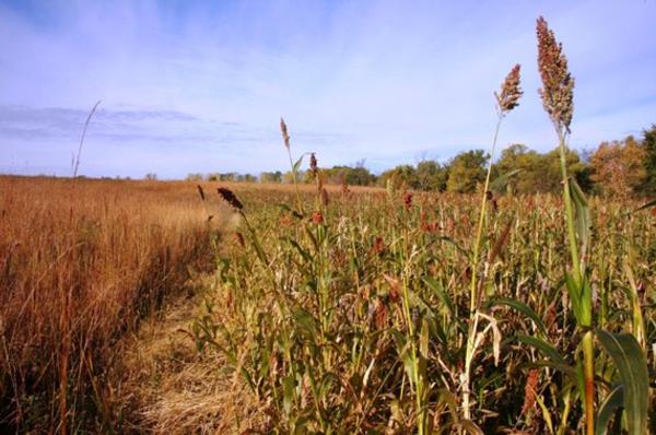 2020 Food Plot Order Form 