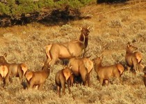 Wildlife