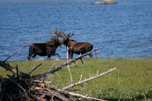 Wildlife Viewing