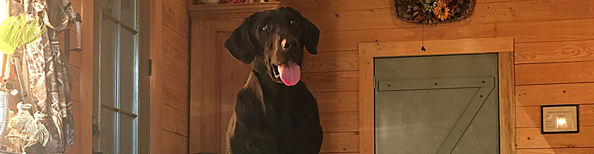 Our Facilities at Palmetto Creek Kennels & Gundogs, LLC Our Facilities at Palmetto Creek Kennels & Gundogs, LLC
