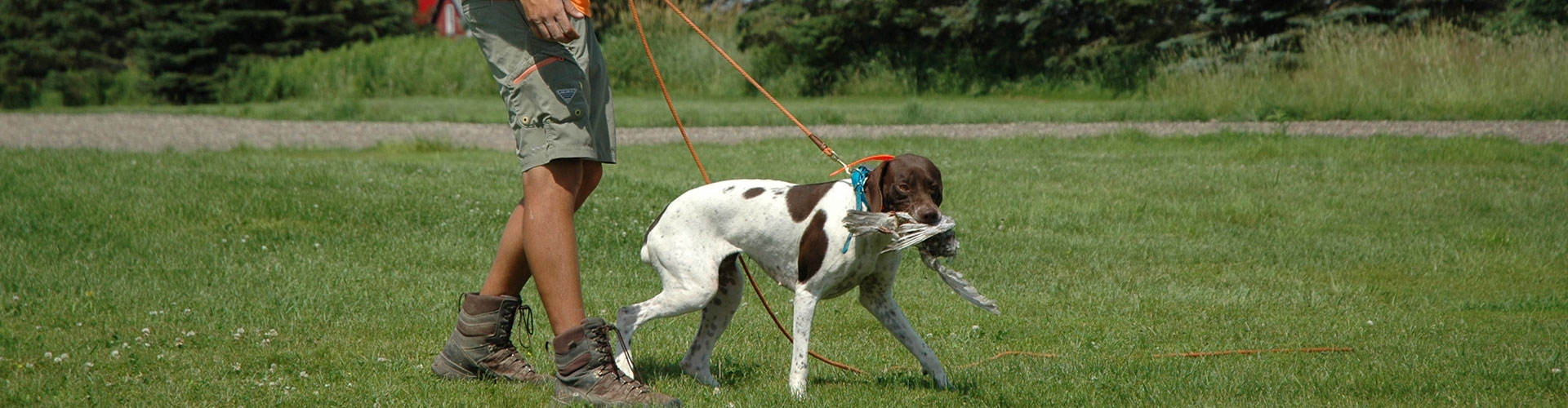 Gun Dogs