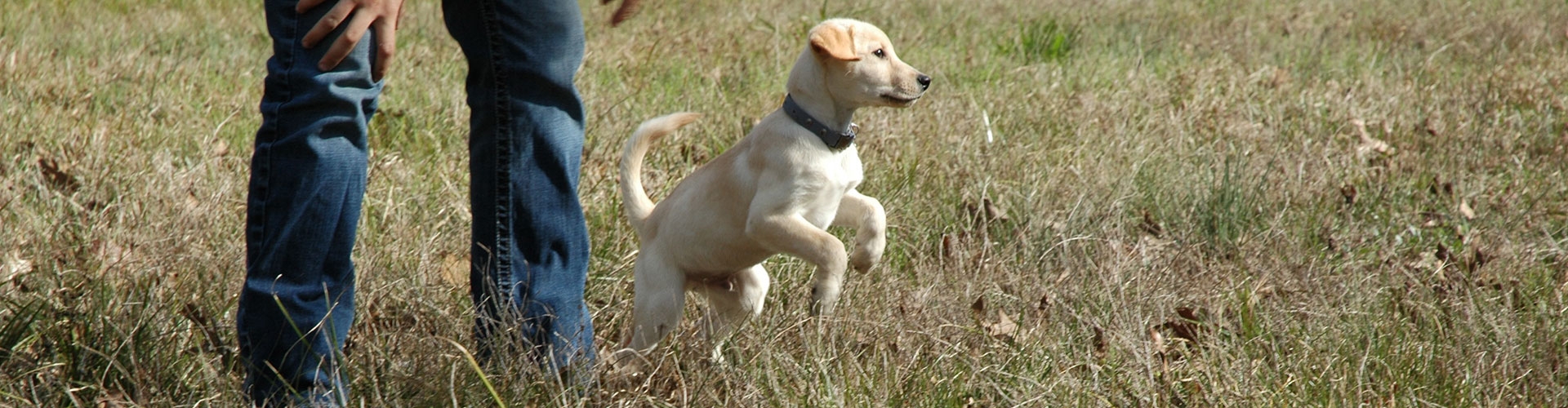 Obedience Training Program Obedience Training Program