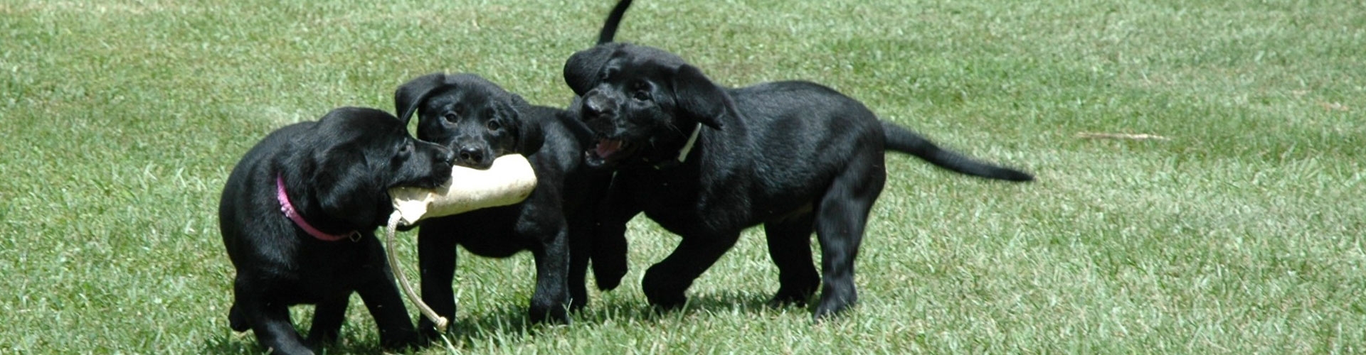 Palmetto Creek Kennels & Gundogs, LLC Photo Gallery Palmetto Creek Kennels & Gundogs, LLC Photo Gallery