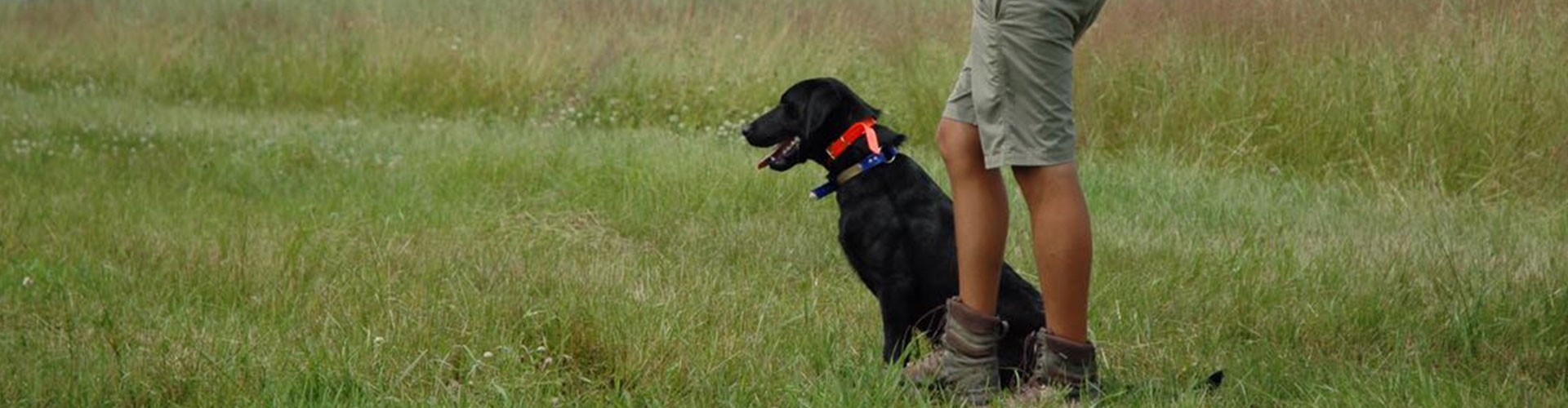 Palmetto Creek Kennels & Gundogs - Training Programs Palmetto Creek Kennels & Gundogs - Training Programs