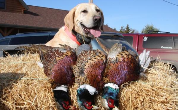 Welcome To Shiawassee County Pheasants Forever Chapter 399