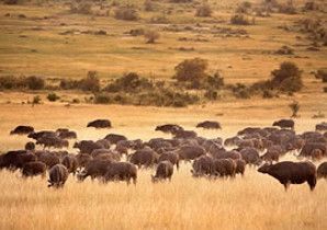 134-3-days-masai-mara-tour.jpg