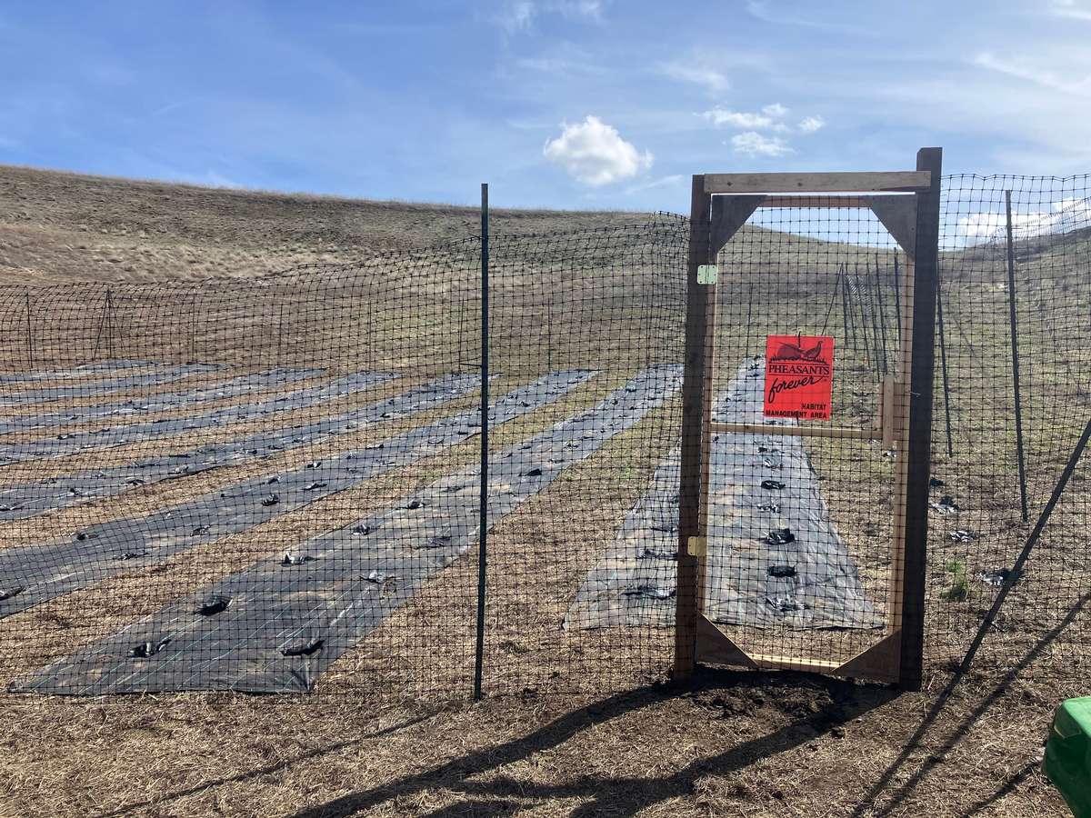 Pheasants Forever Shrub plot and gate