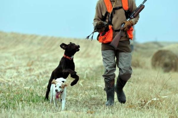 Minnesota pheasant hunting season opens with a bang!