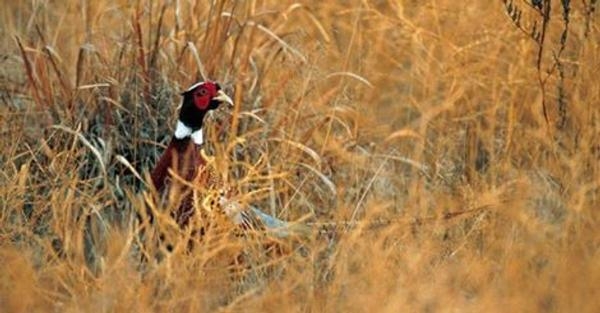 Nebraska: Drought may have helped pheasants