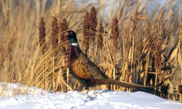 Feeding Wild Pheasants During a Harsh Winter