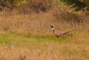 1%20pheasant%20runner%20-2.JPG