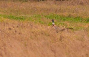 1%20pheasant%20runner%20-3.JPG