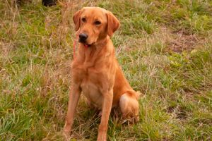 Field%20Shot%20-%206%20Group%20Adam%20Dog.JPG