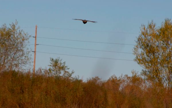 Field%20Shots%20Group%202%20-%207%20bird%20up02202021.jpg