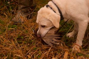 Field%20shot%20Gus%20Group%20dog%20gets%20bird.JPG