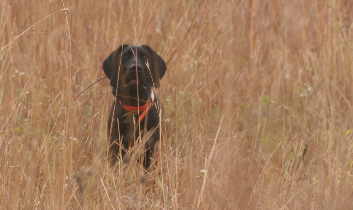 Group%203%20Field%20Watson%20Group%20dog%209.jpg