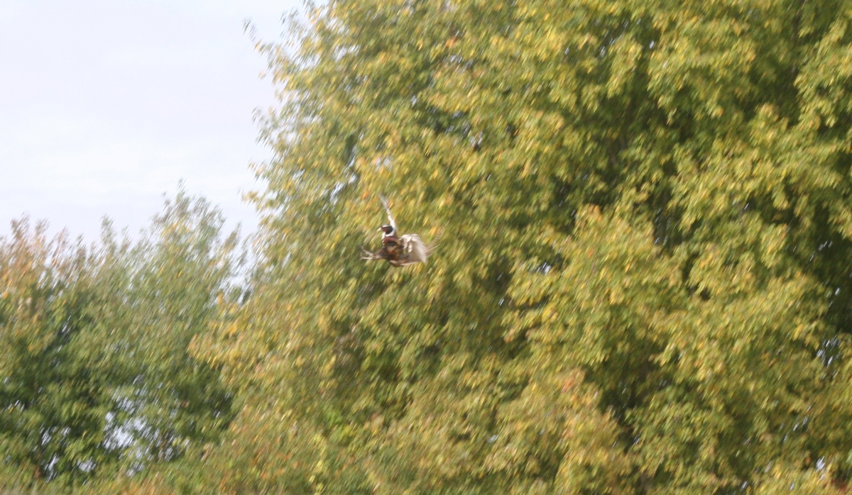 Group%205%201st%20time%202-1%20bird%20down.jpg