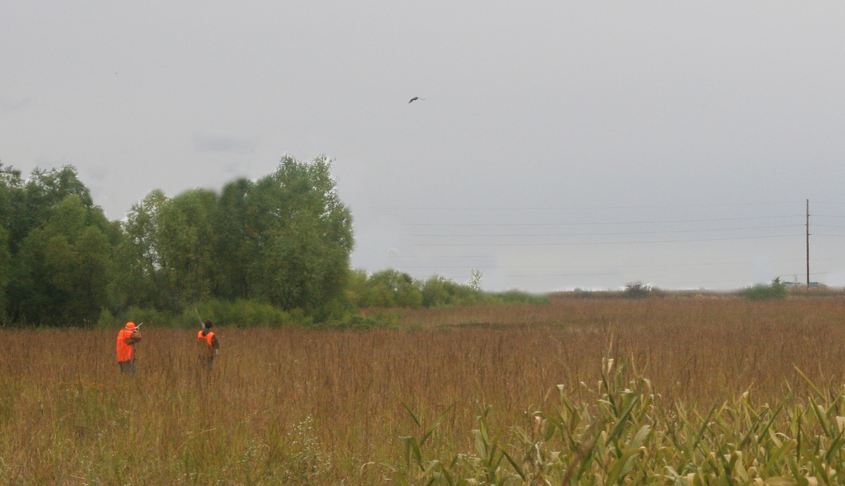 Group%205%20Field%20Sr.%205%20bird%20up.jpg