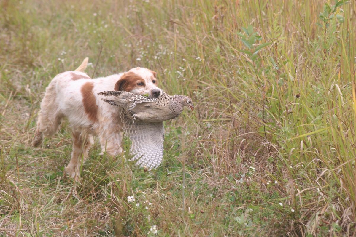 Group%205%20Field%20dog%20w%20bird%203.jpg