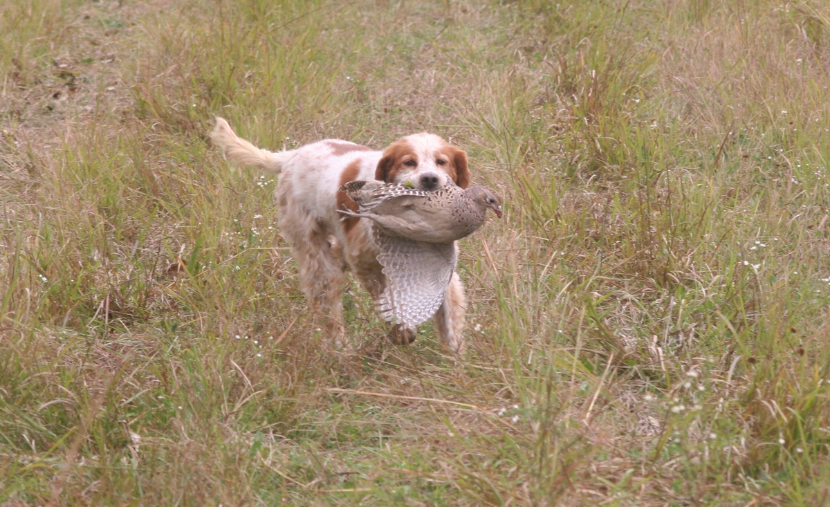 Group%205%20Field%20dog%20w%20bird%203a.jpg