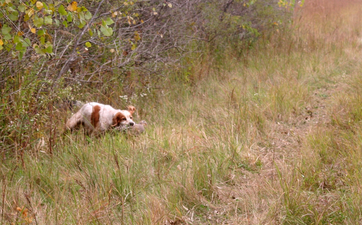 Group%205%20Field%20dog%20w%20bird%203b.jpg