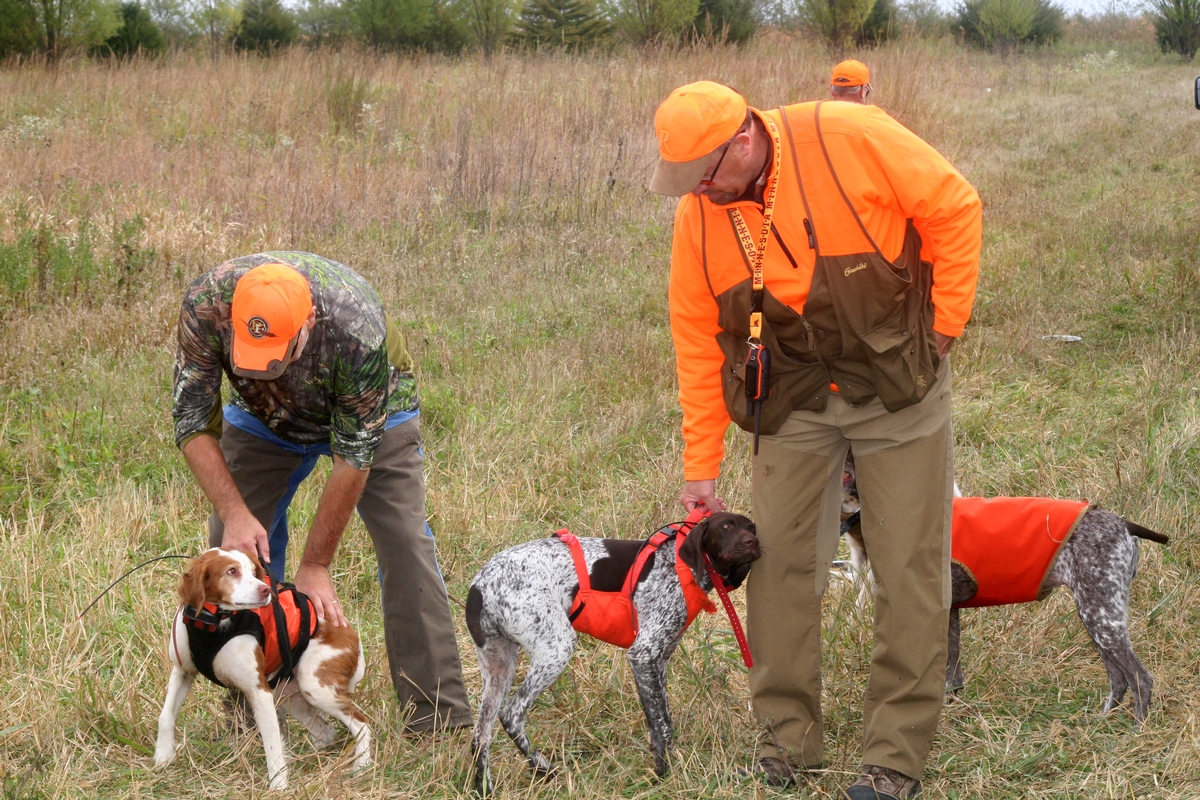 Group%206%20Field%20w%20dogs%205%20wranglin%27.jpg