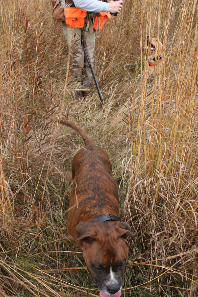 Group%209%20Field%20boxer.jpg