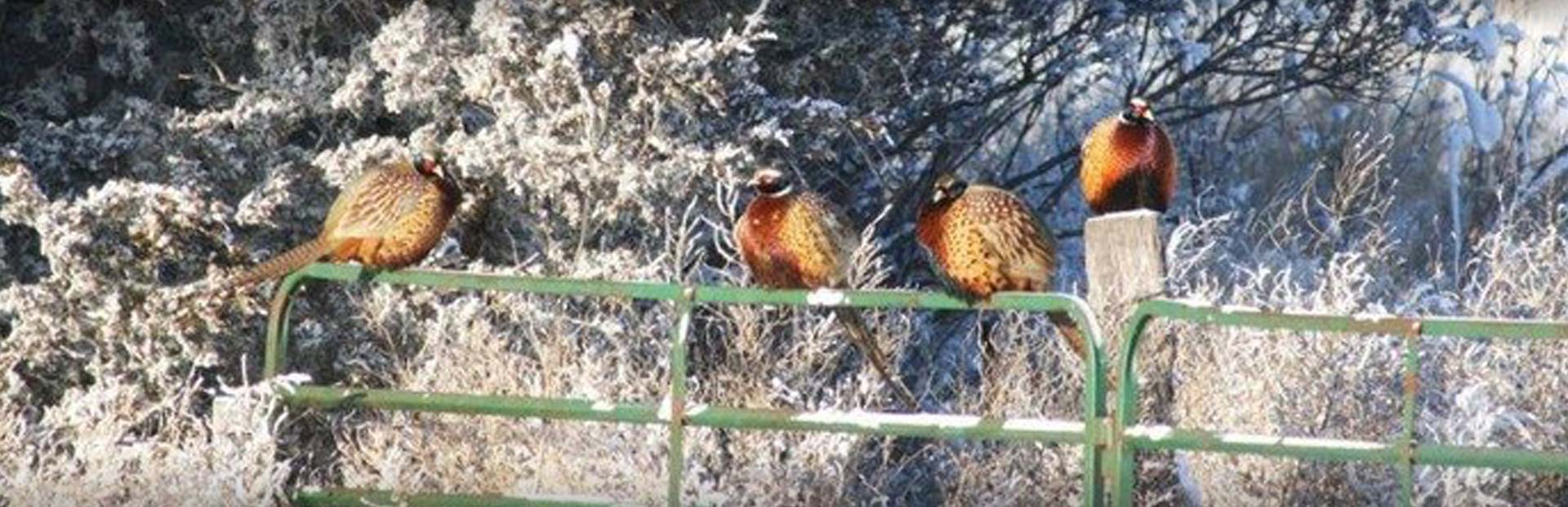 Pheasant City Lodge Videos