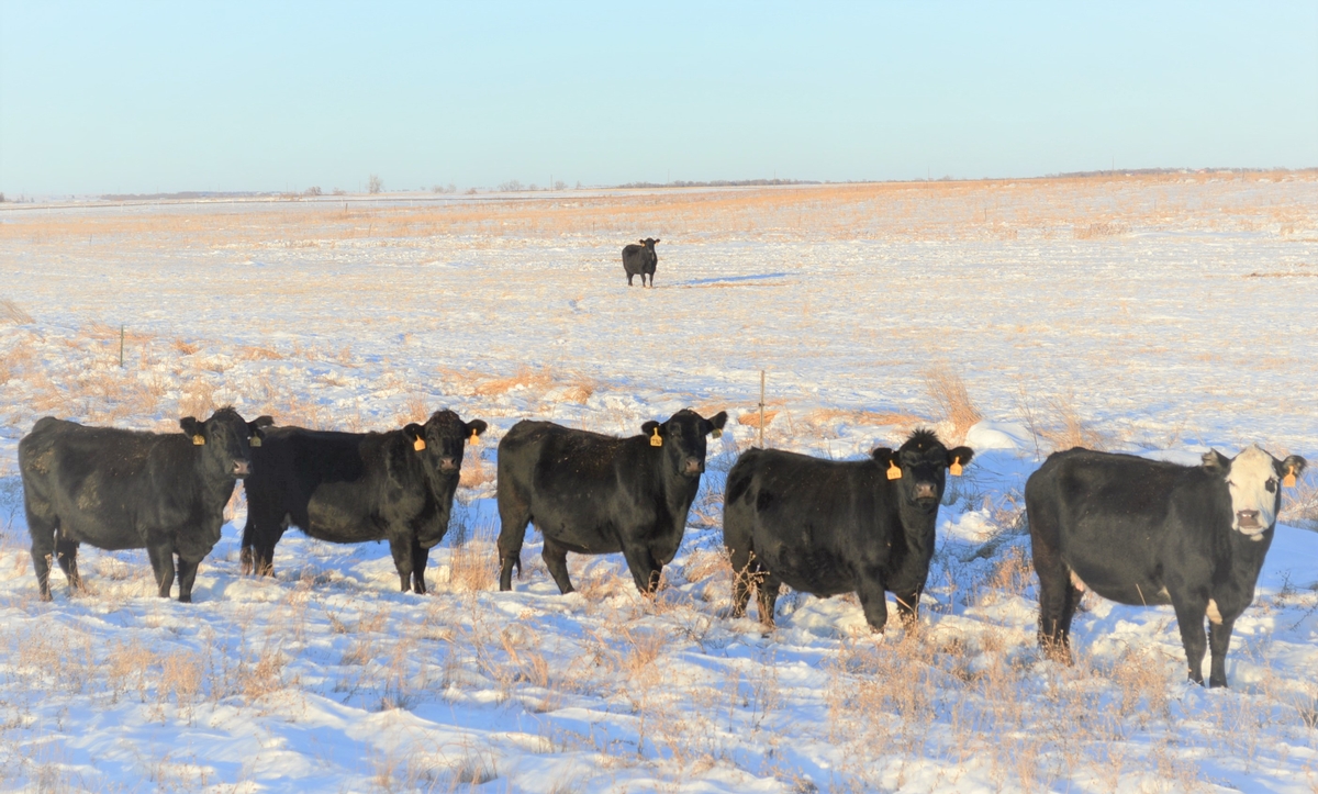 Home Raised Angus Cattle For Sale