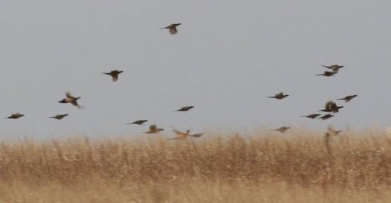 South Dakota Pheasant Hunting Dates